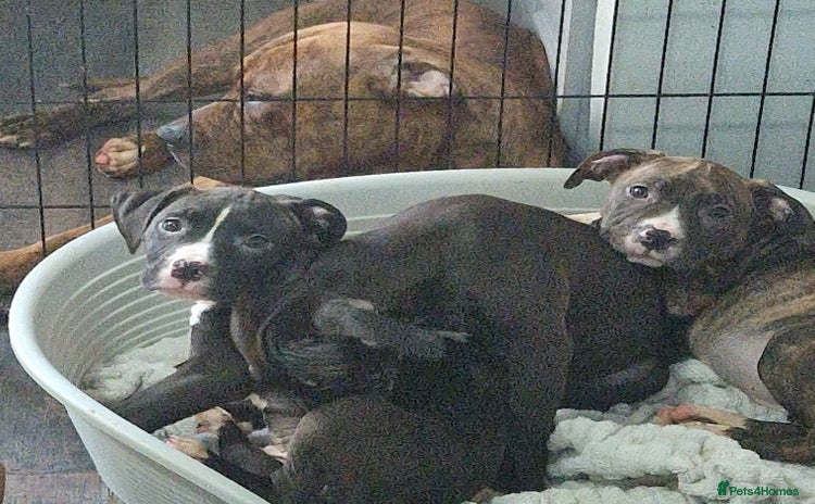 Mixed Breed dogs - Advert 1