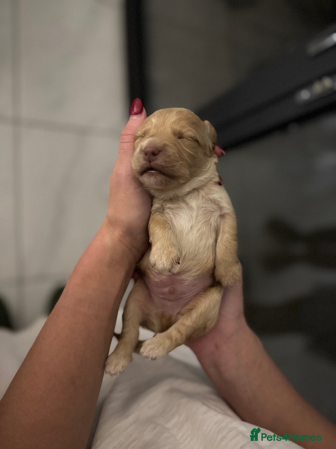 Cockapoo dogs for sale: Beautiful F1 cockapoo puppies  - Image 9