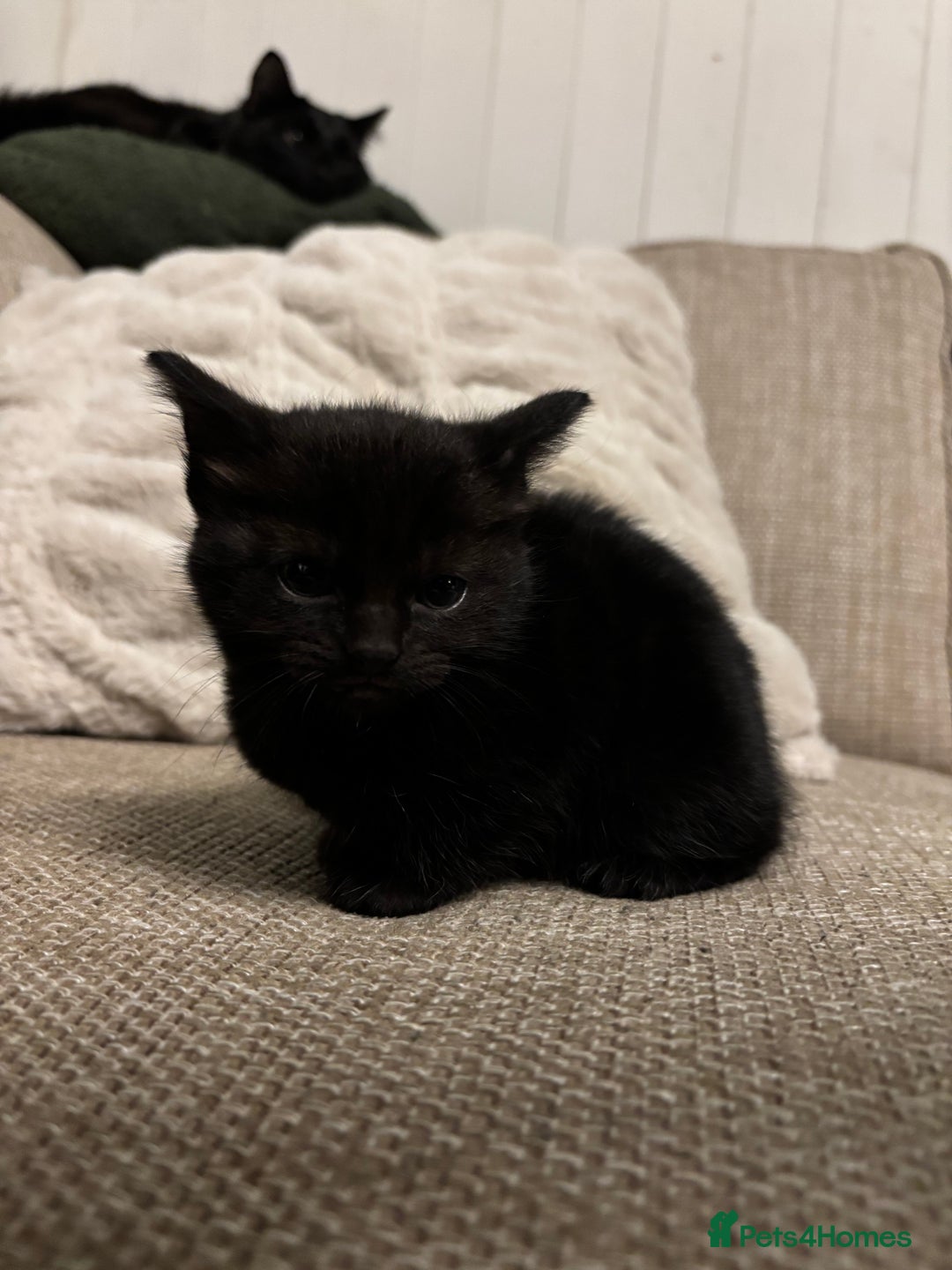 British Shorthair cats for sale: 4 kittens for sales  - Advert 4