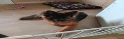 German Shepherd dogs for sale: Longhaired German shepard - Advert 2