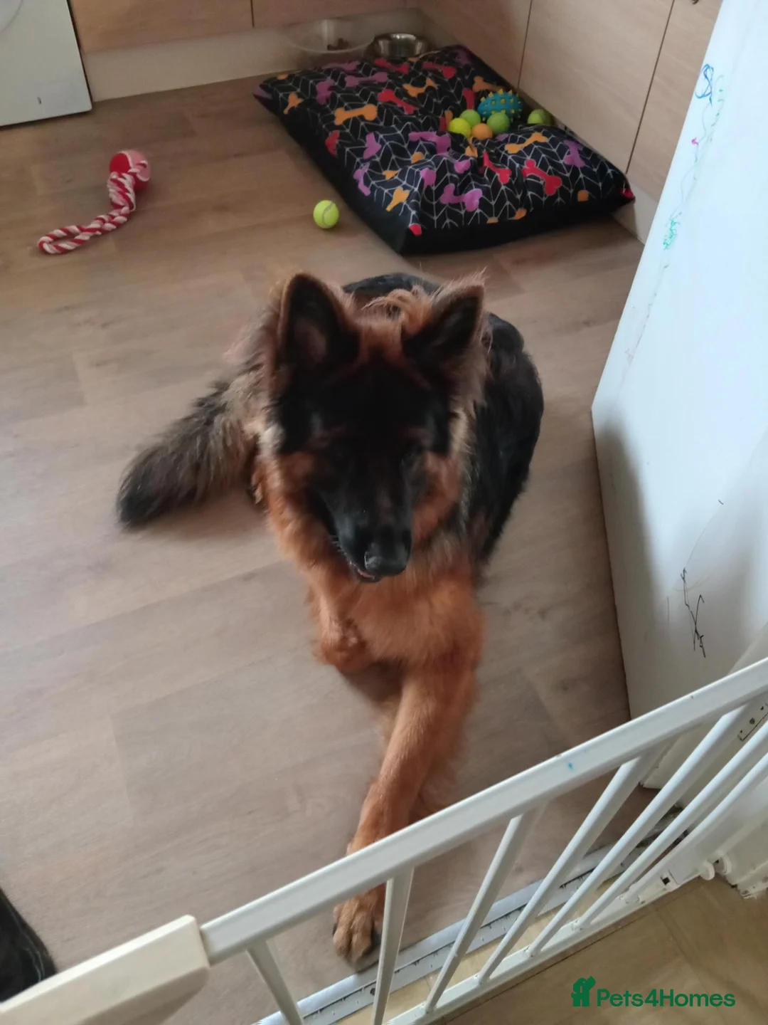 German Shepherd dogs for sale: Longhaired German shepard - Advert 2