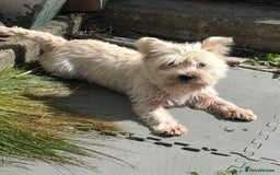 West Highland Terrier dogs for sale: Female Westie for rehoming. - Image 1