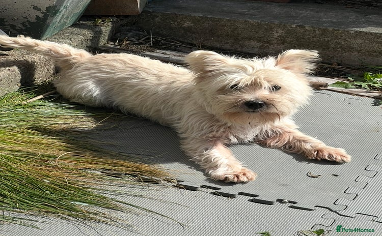 West Highland Terrier dogs - Advert 1