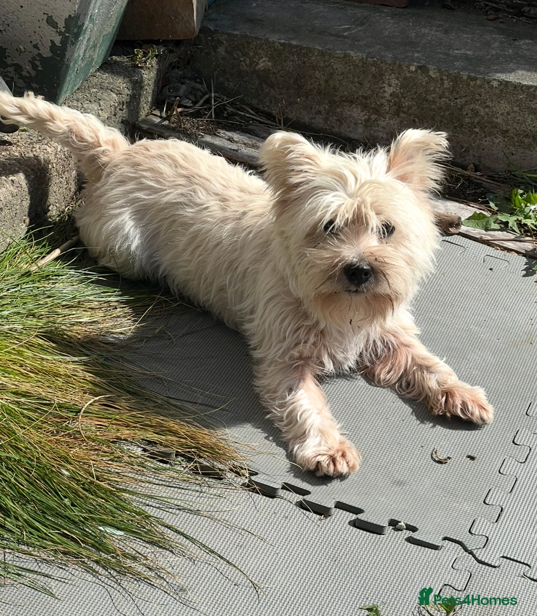 West Highland Terrier dogs for sale: Female Westie for rehoming. - Image 1