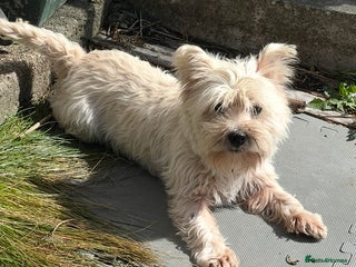 West Highland Terrier dogs Female Westie for rehoming. - Advert 10