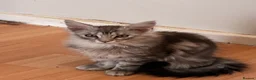 Maine Coon cats for sale: Silver Tabby & Blue Smoke Maine Coon Girls  - Advert 2