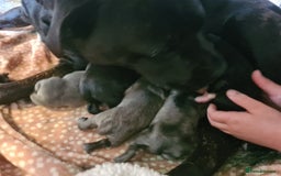 Staffordshire Bull Terrier dogs for sale: Staffy pups beautiful.. Girls avaliable  - Image 12