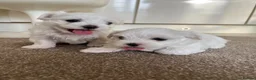 Maltese dogs for sale: Pedigree Maltese puppies in Derby - Advert 7