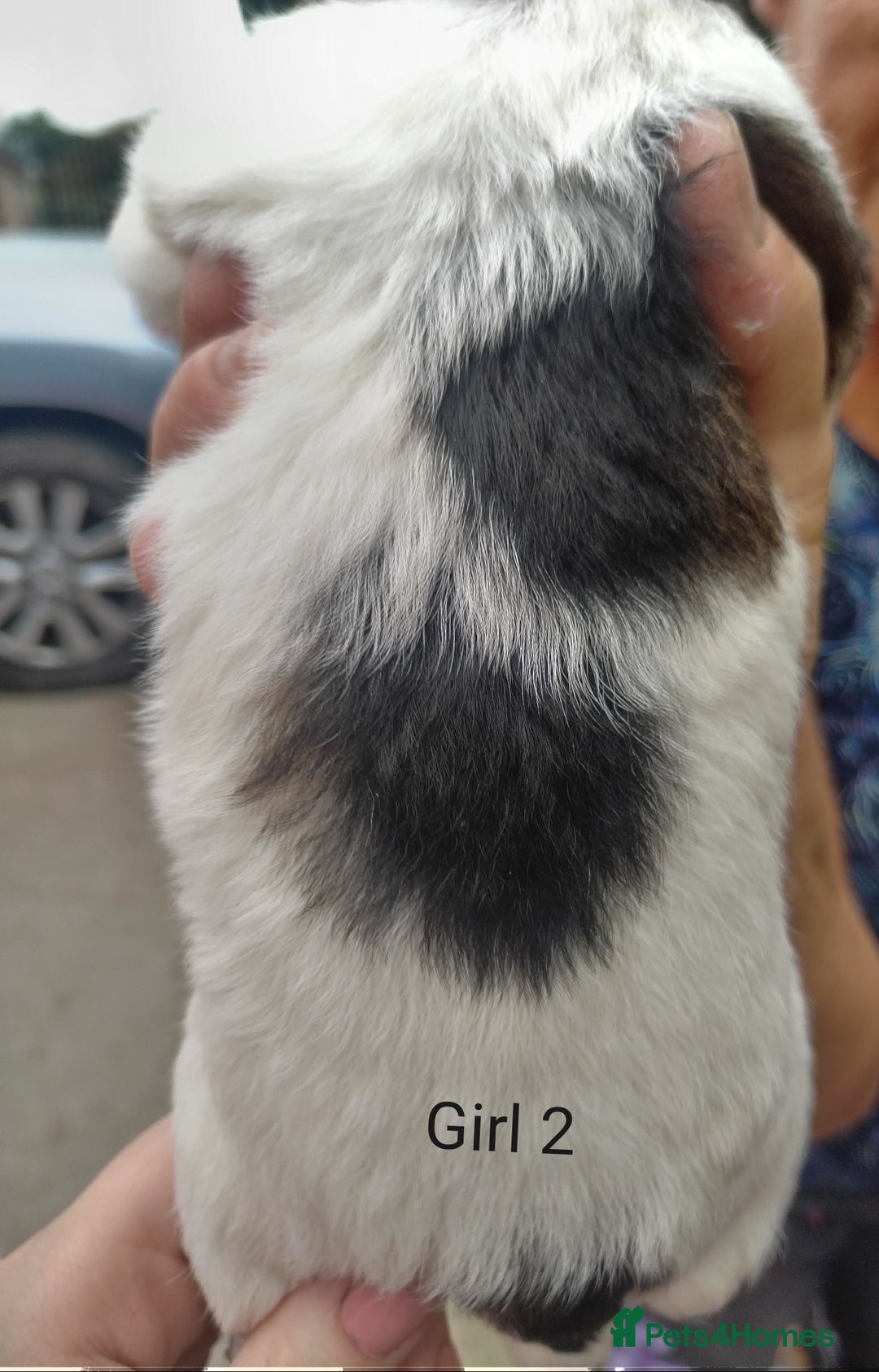 Mixed Breed dogs for sale: Gorgeous jack-chons - Image 5