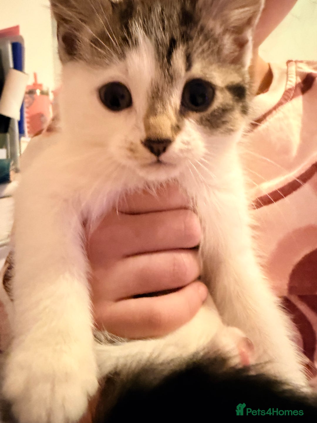 Mixed Breed cats for sale: Last little girl - Advert 2