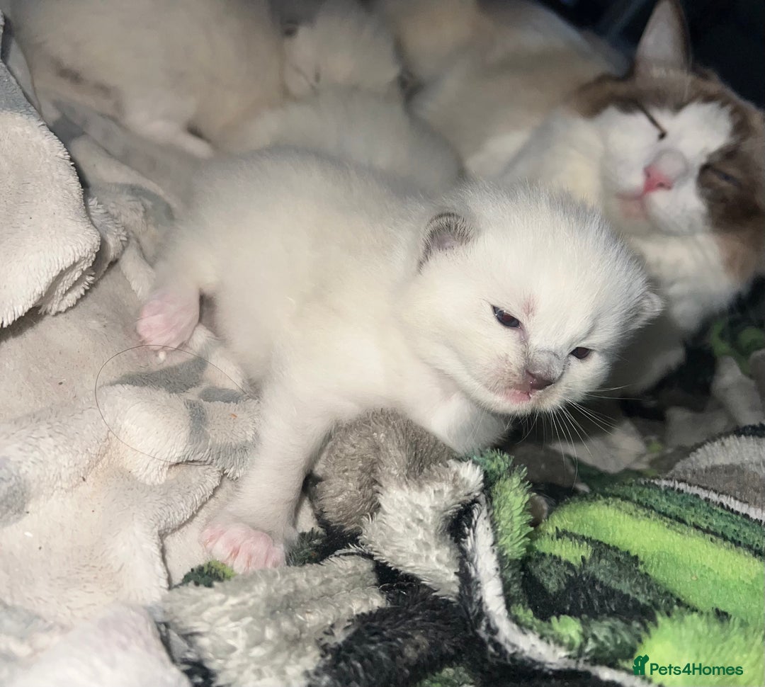 Ragdoll cats for sale: Purebred blue point ragdoll kittens  - Advert 9