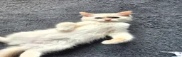 Ragdoll cats for sale: Amazing Ragdoll Babies  - Advert 17