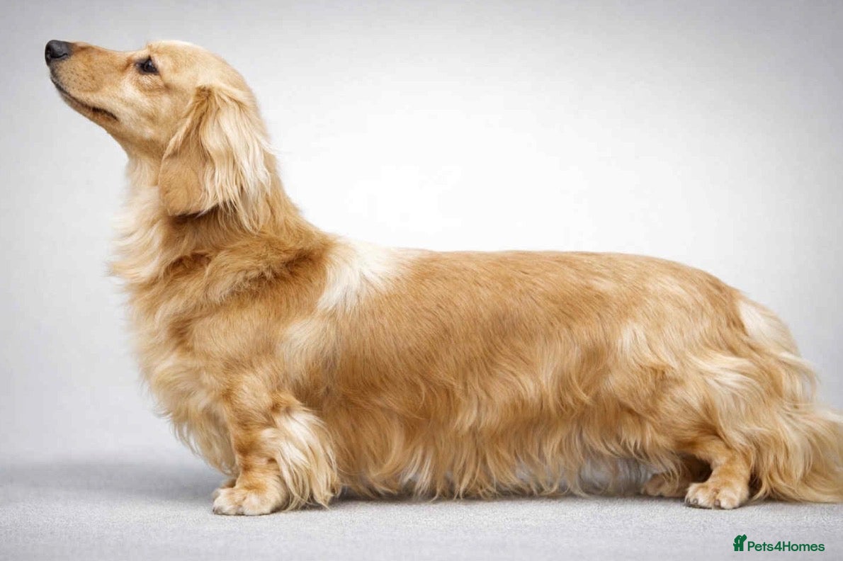 Miniature Dachshund dogs Show quality mini longhaired dachshunds pups - Advert 2