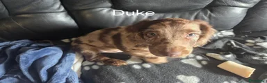 Mixed Breed Puppy 3