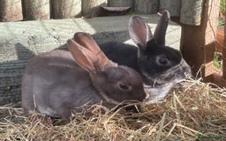 Rex rabbits for sale: Beautiful Mini Rex Rabbits - Image 5