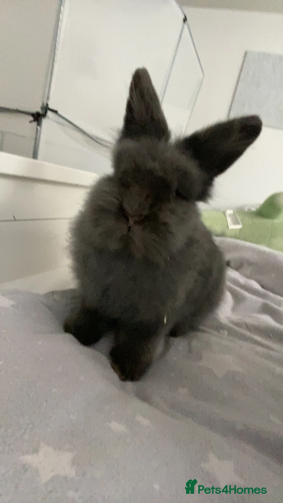 Mixed Breed rabbits for sale: Female rabbit free to good home - Advert 3