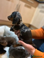 Miniature Dachshund dogs 🌈 4 left Stunning rainbow litter mini dachshunds - Advert 4