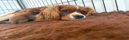 Cavalier King Charles Spaniel dogs for sale: READY TO GO NEW HOMES Kc & health tested puppies - Advert 9