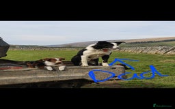 Border Collie dogs for sale: 1 border collie bitch pup - Image 3