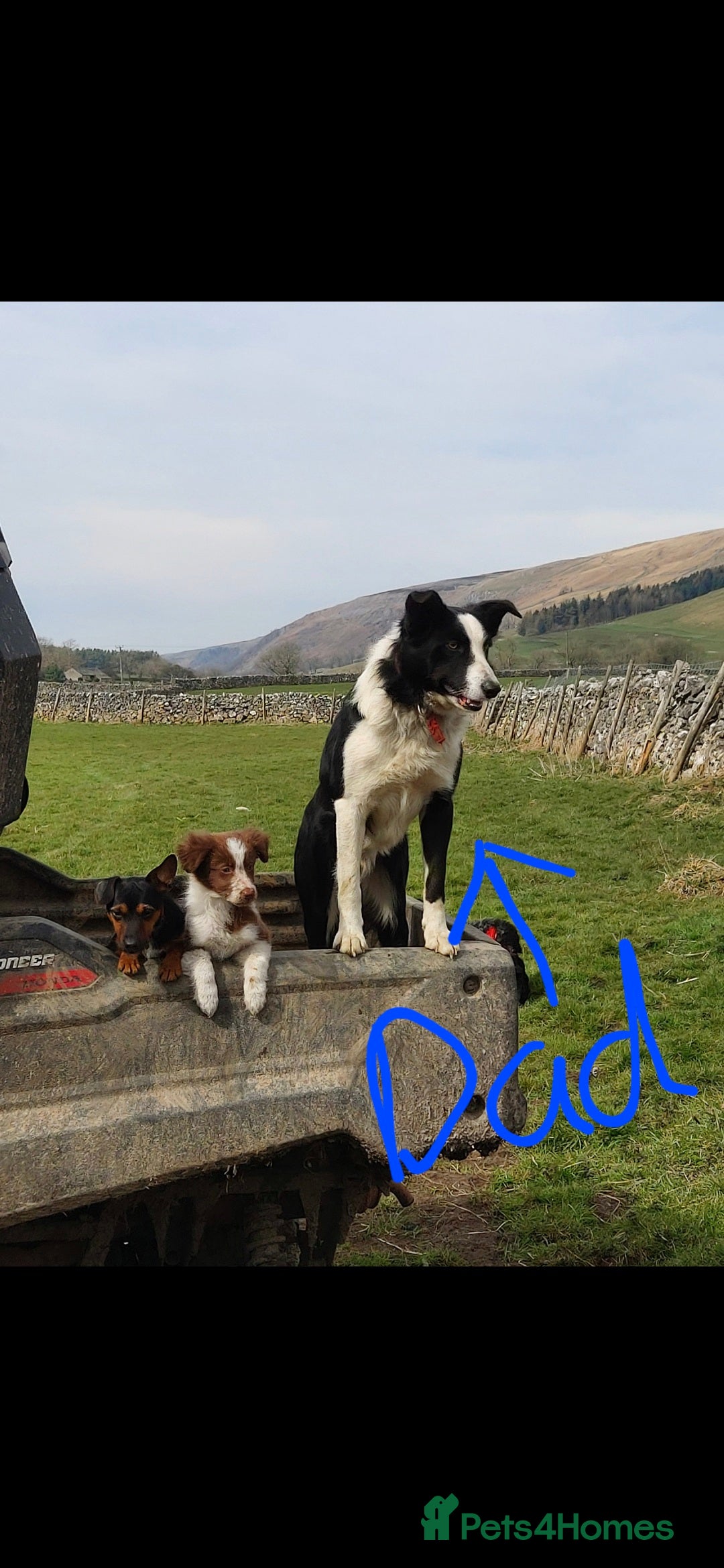 Border Collie dogs for sale: 1 border collie bitch pup - Image 3