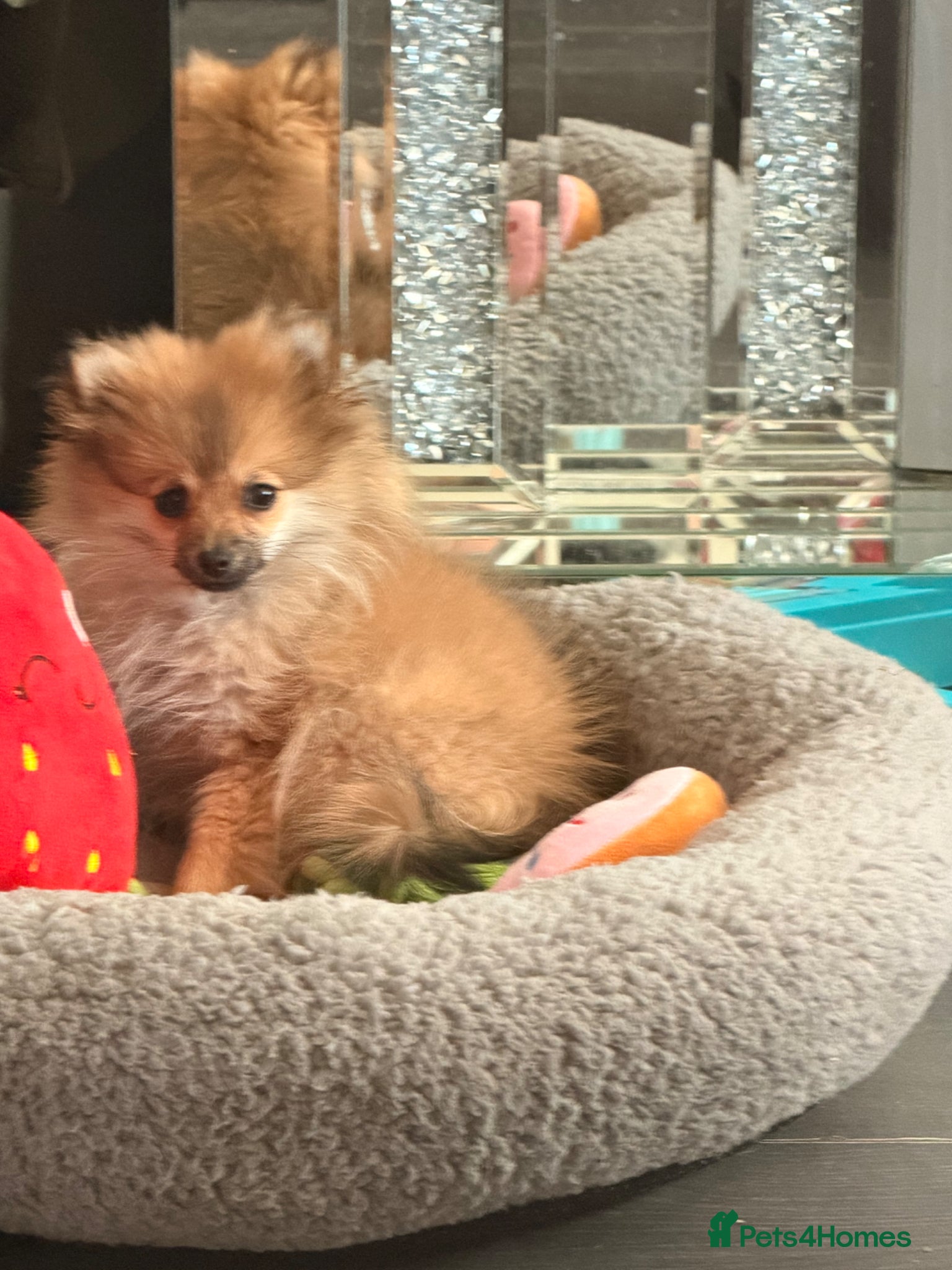 Pomeranian dogs Beautiful girl miniature Pomeranian - Advert 16