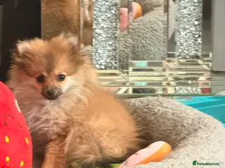 Pomeranian dogs Beautiful girl miniature Pomeranian - Advert 16