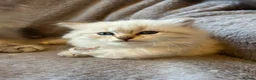 Siberian cats for sale: TICA Registered Siberian Kittens  - Advert 6