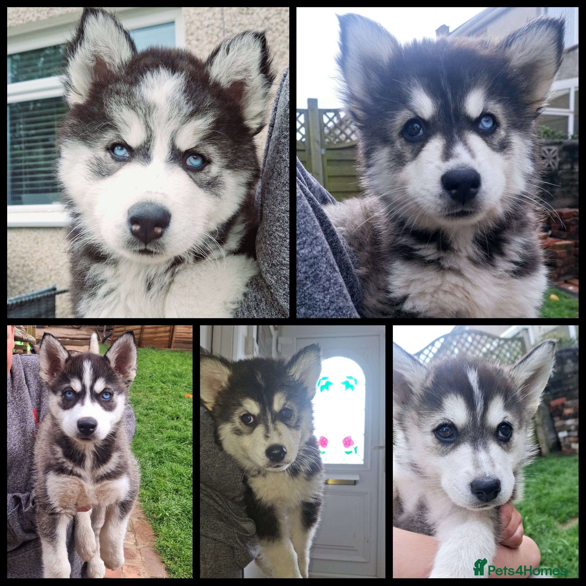 Pomsky dogs ❤️ 5 POMSKY PUPPIES READY NOW ❤️ - Advert 3