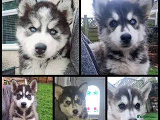 Pomsky dogs ❤️ 5 POMSKY PUPPIES READY NOW ❤️ - Advert 3