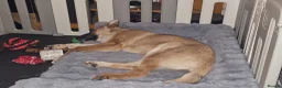 German Shepherd dogs for sale: 1 pure bred German Shepherd puppy - Advert 6