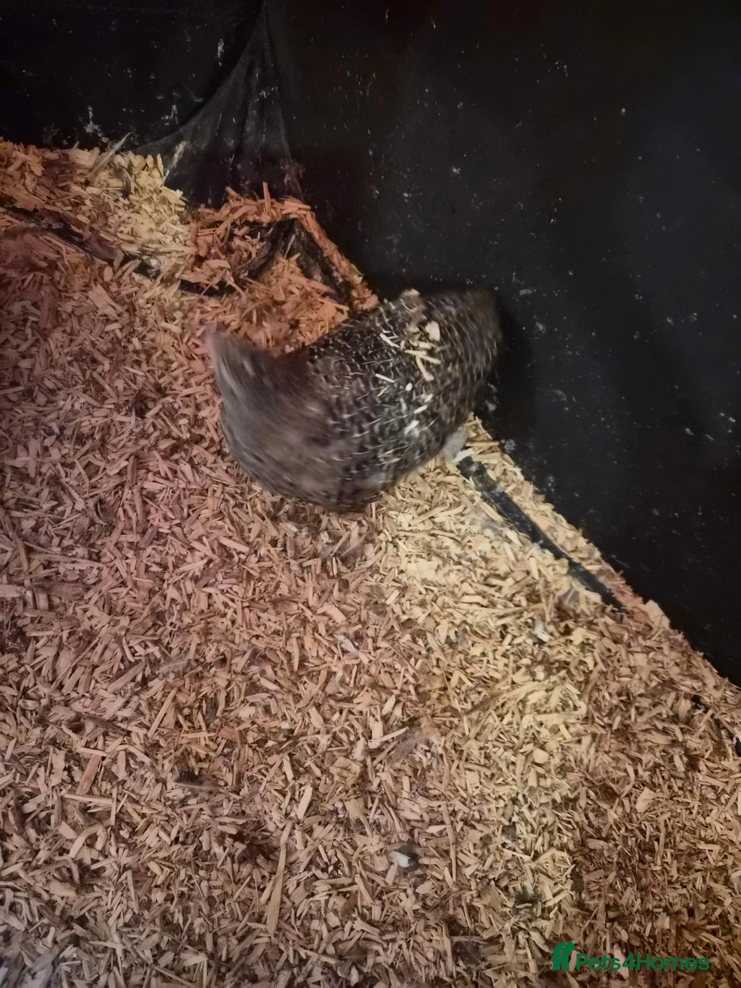 Quail poultry for sale: 5 week old quaild  in Eastleigh - Advert 8