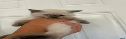 Ragdoll cats for sale: GCCF Adorable ragdoll kittens ready to gohome now - Advert 20
