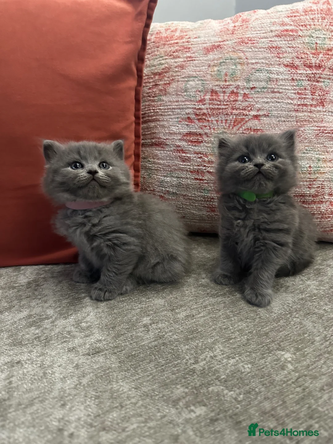 British Longhair cats for sale: Stunning Blue BritishLonghair Kittens  - Advert 1