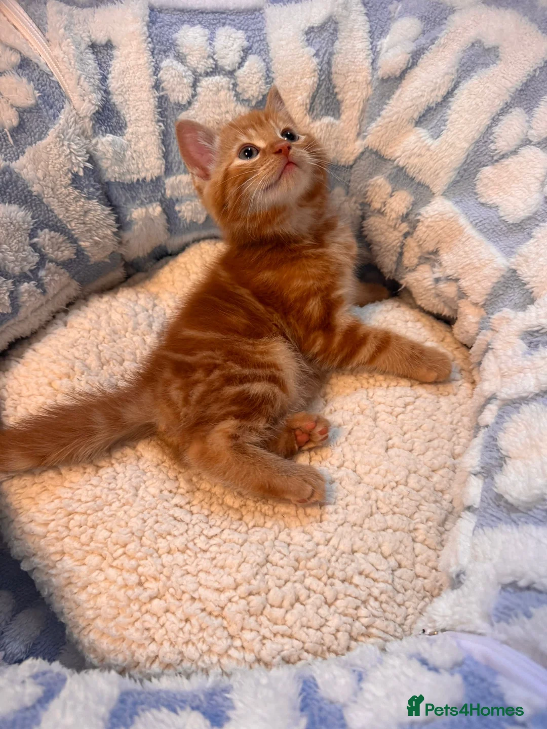 Mixed Breed cats for sale: Stunning Kittens – 9 Weeks – Ready Now - Advert 2