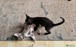 Savannah cats for sale: F4 Savannah Kittens 3x Brown Spotted 2x Melanistic - Image 10
