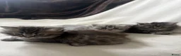 Perdoll cats for sale: Persian Ragdoll Tabby Kittens  - Advert 4