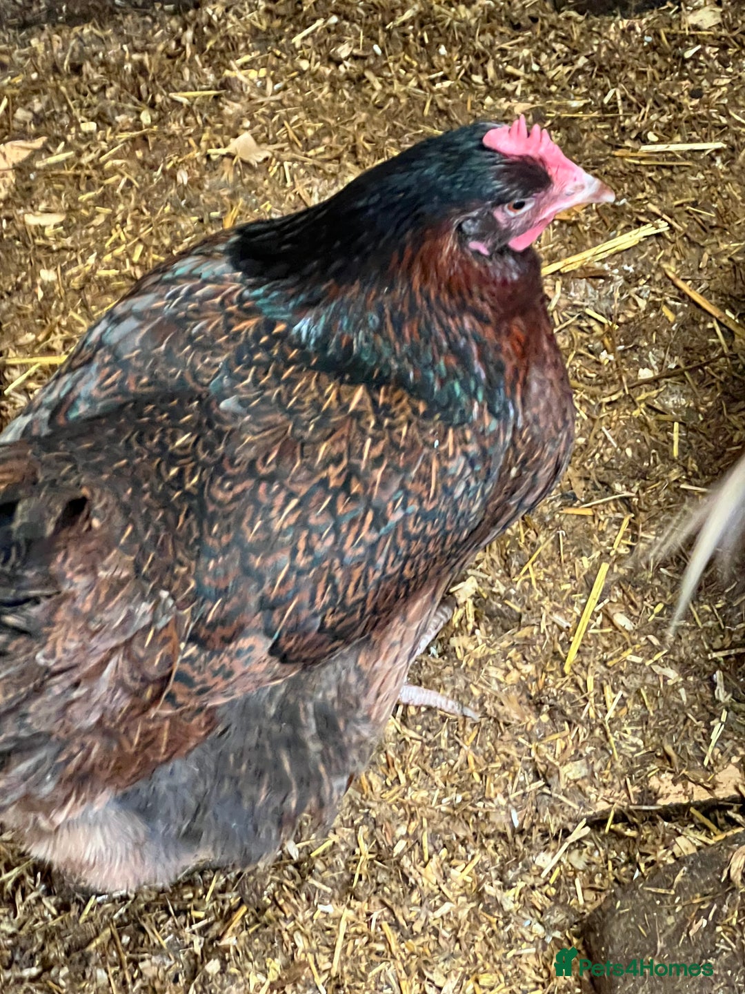 Chickens poultry for sale: Few super breed laying hens for sale  - Advert 7