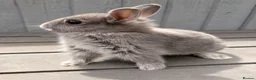 Netherland Dwarf rabbits for sale: STUNNING TAME PUREBRED NETHERLAND DWARFS - Advert 8