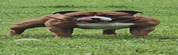 Staffordshire Bull Terrier dogs for stud: Stunning Staffordshire bull terrier  - Advert 8