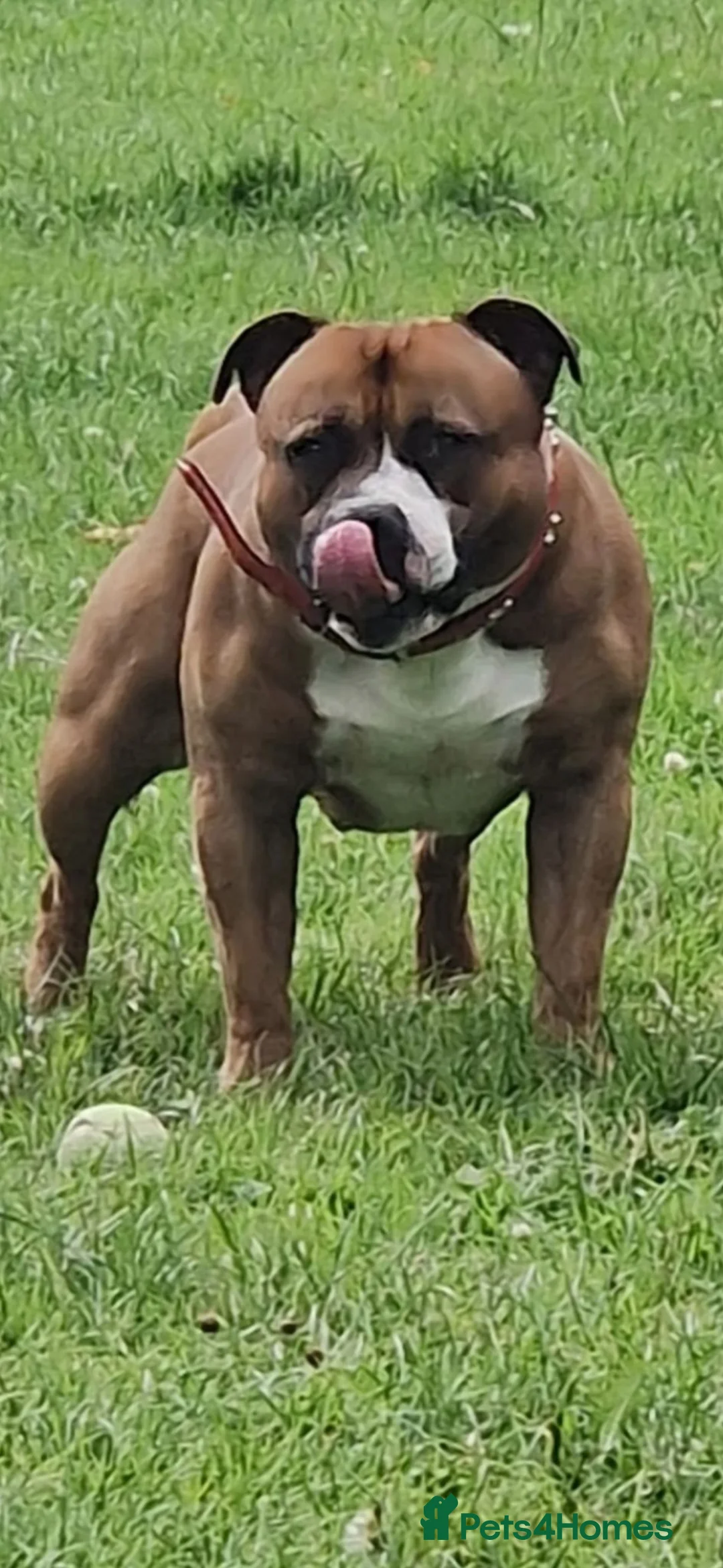 Staffordshire Bull Terrier dogs for stud: Stunning Staffordshire bull terrier  - Advert 8