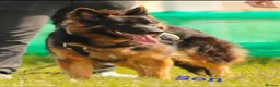 German Shepherd dogs for stud: PROVEN German shepherd for stud  - Advert 13