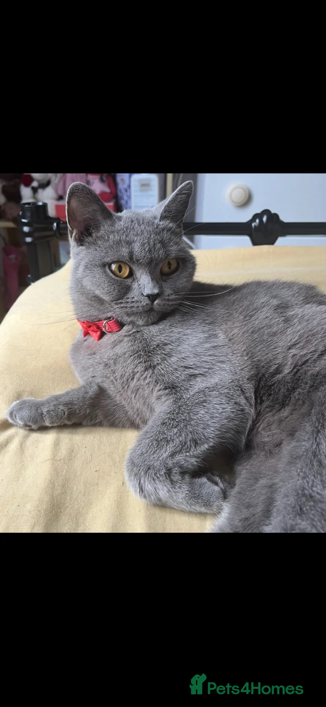 British Shorthair cats for sale: British Shorthair Looking for a Home 🐾 in London - Advert 6