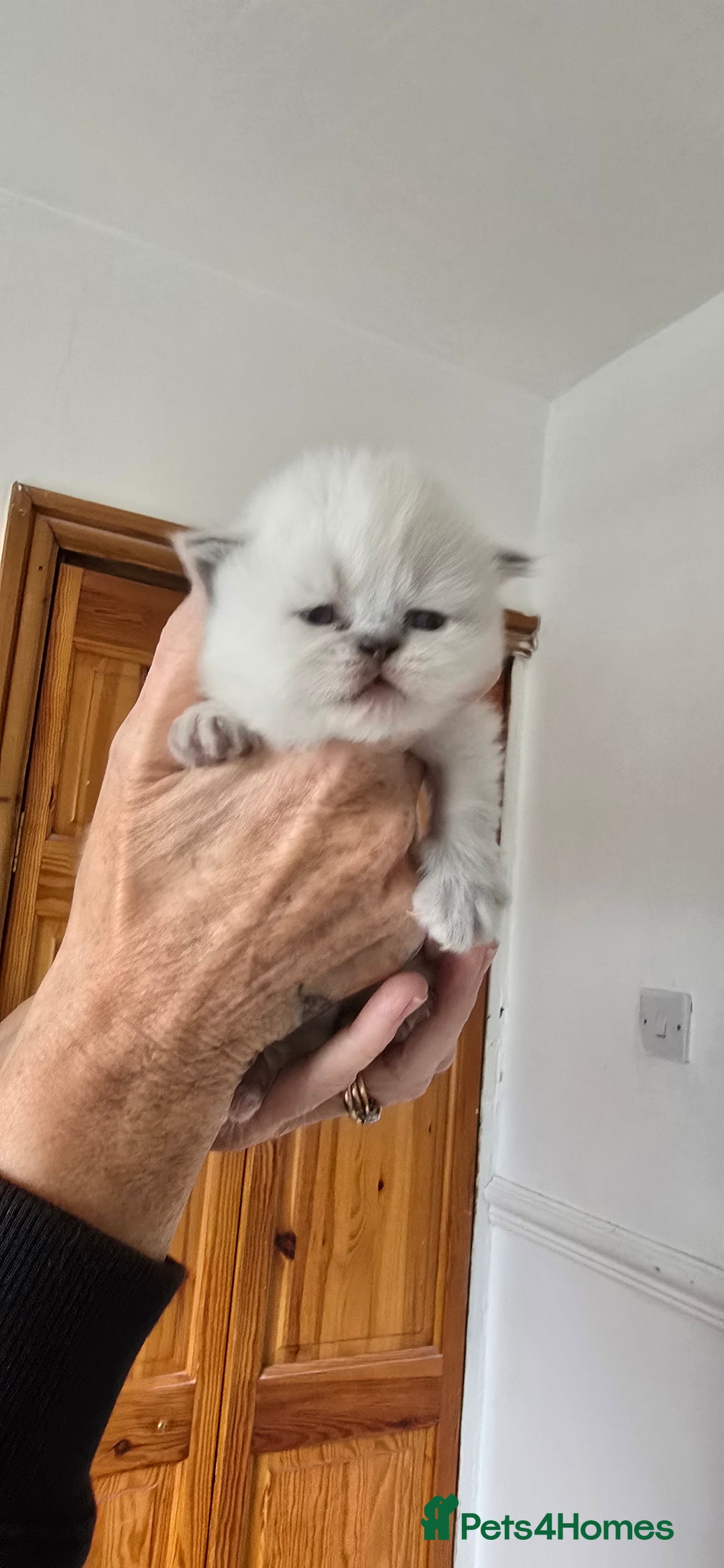 British Longhair cats for sale: 💙🩷 stunning British longhair 💙🩷 - Image 1