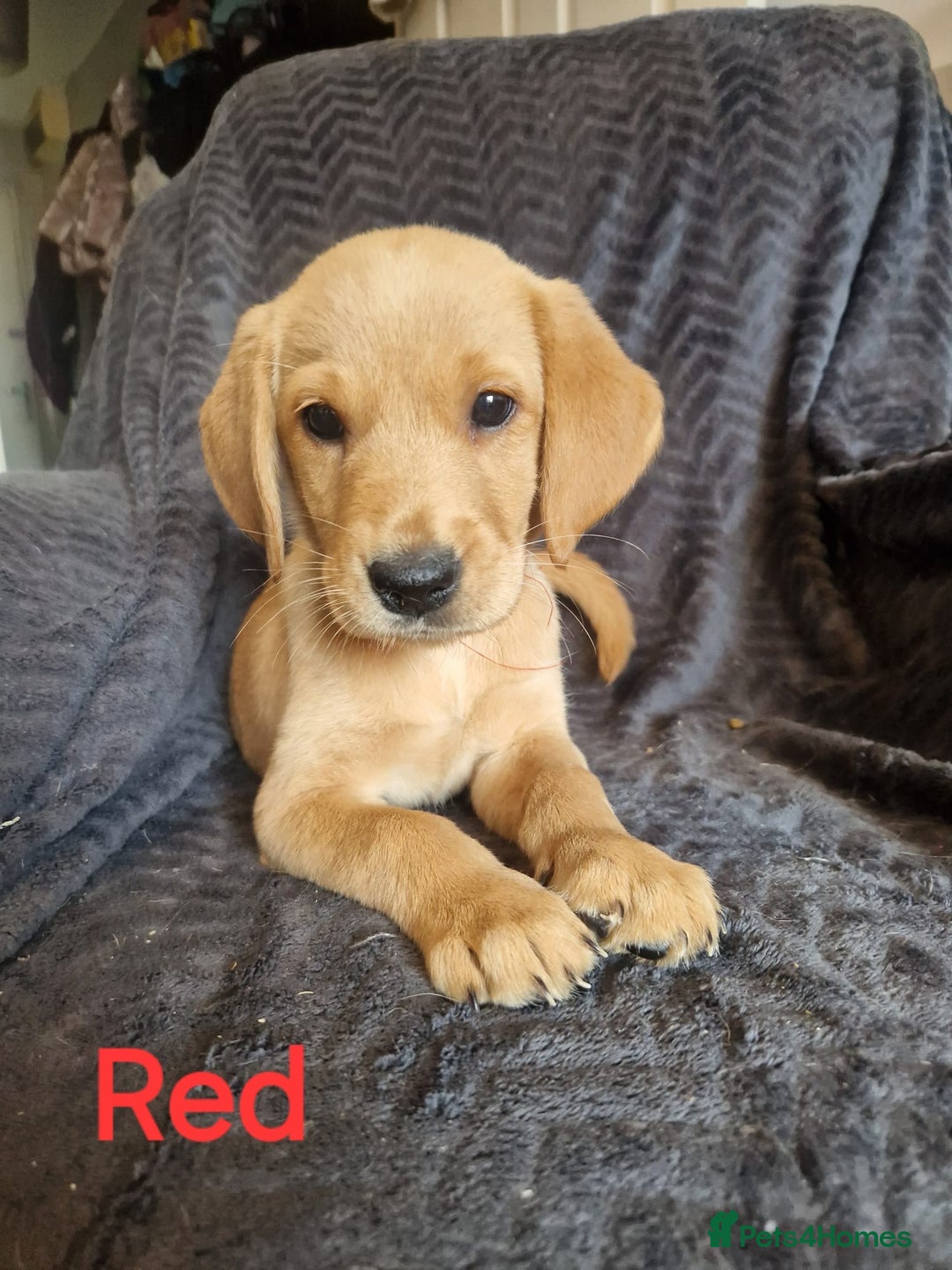 Golden Retriever dogs for stud: Very Experienced Golden retriever stud in Telford - Advert 5