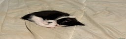 Domestic Shorthair cats for sale: Domestic Shorthairs - 6 Left - Advert 13