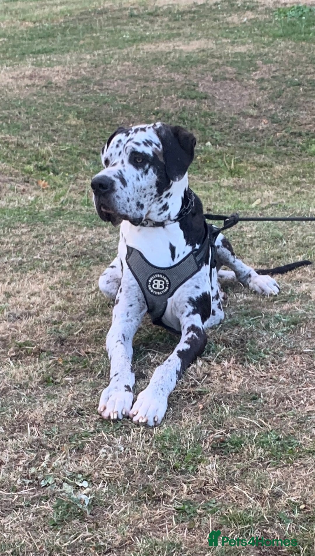Great Dane dogs for stud: **Proven Stud** KC reg Harlequin Great Dane 2yrs - Advert 4