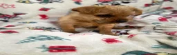 Mixed Breed dogs for sale: Jack Russell/ Yorkshire terrier puppy’s  in Pontypool - Advert 34