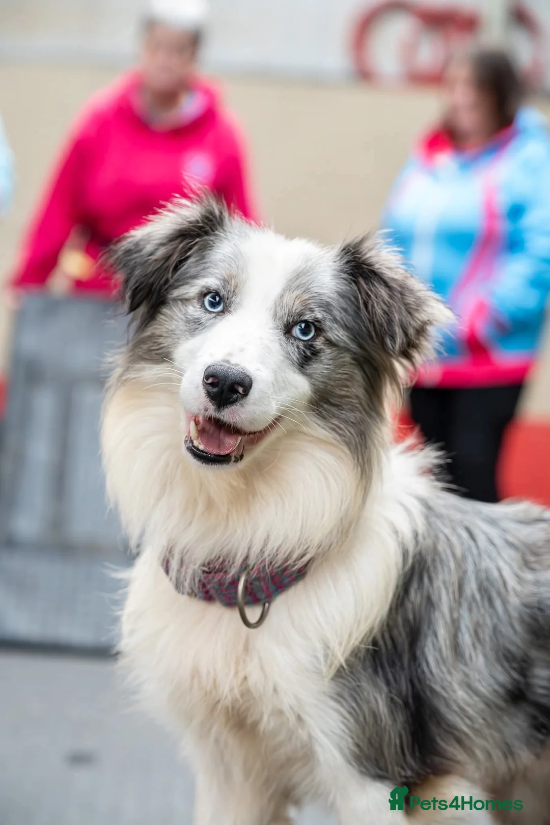 Border Collie dogs for stud: Handsome mac - Advert 5