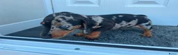 Miniature Dachshund dogs for sale: 5 Mini Dachshund Puppies  - Advert 7