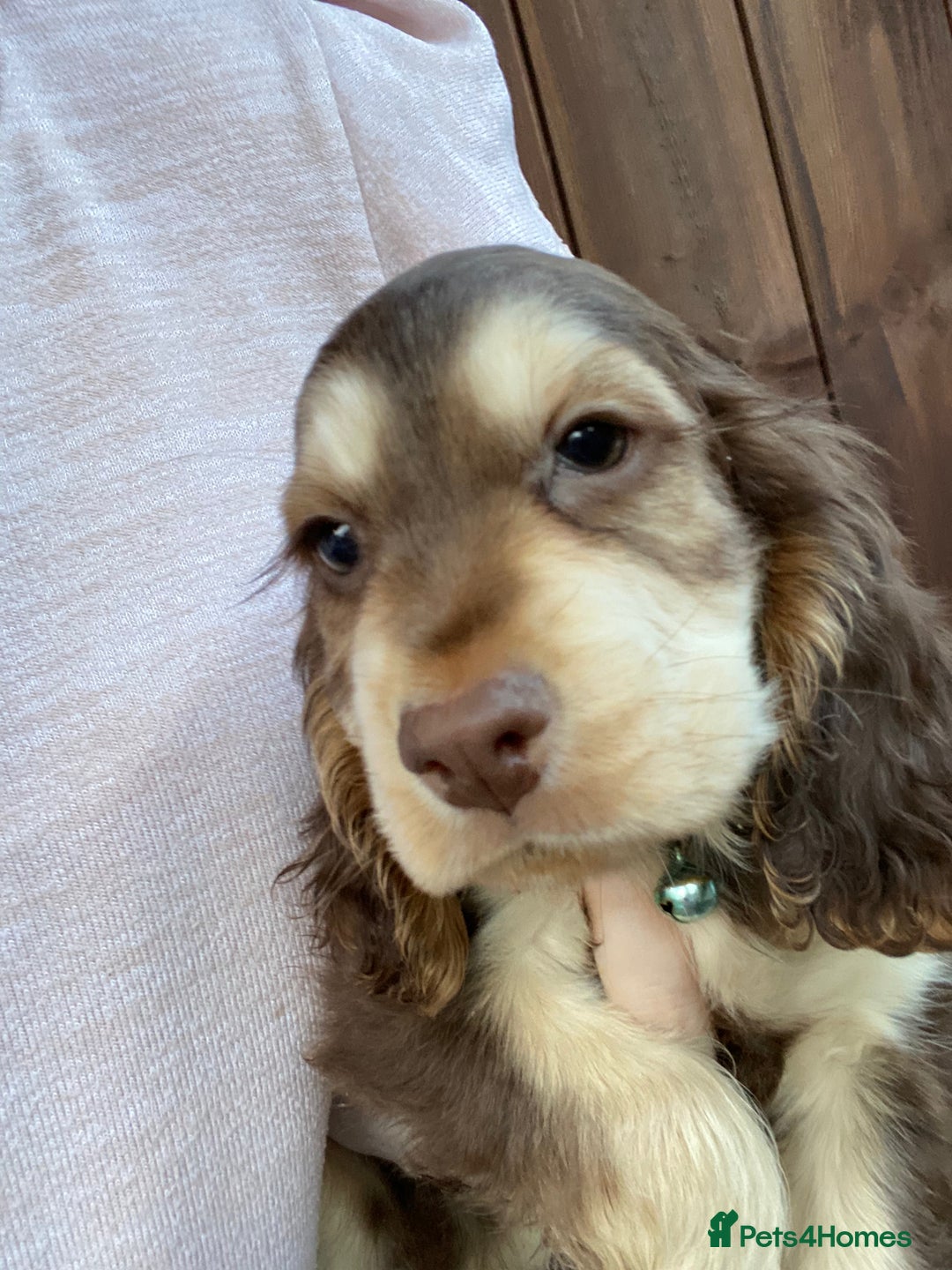 Cocker Spaniel dogs for stud: KC Reg SABLE HEALTH TESTED COCKER SPANIEL - STUD in Bishop's Stortford - Advert 16